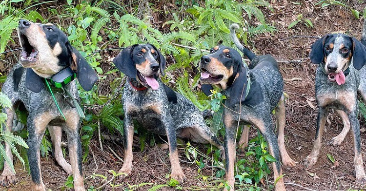hunting dog hunting dog