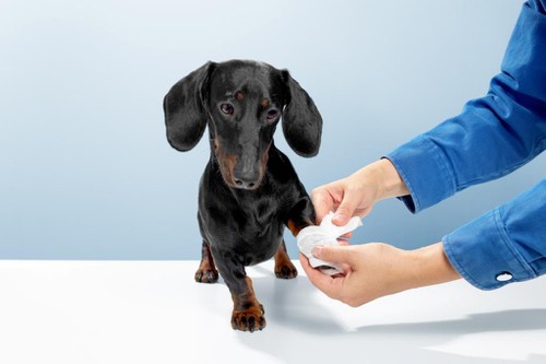 sausage-dog-weiner-dog-stand-watch-doctor-helping-hurt-cut-leg-let-medical-officer-wrap-white-tape-veterinary-clinic-blue-background-studio-shot-photo-image sausage-dog-weiner-dog-stand-watch-doctor-helping-hurt-cut-leg-let-medical-officer-wrap-white-tape-veterinary-clinic-blue-background-studio-shot-photo-image